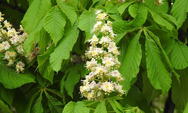 Czy polska matura jest uznawana w Danii? Czy polska matura jest uznawana w Danii?