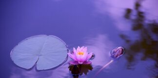 Które jednostki w Polsce mogą stosować Międzynarodowe Standardy rachunkowości?