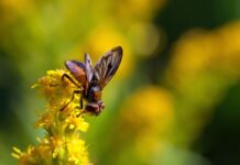 Co to jest fazą ruchoma?