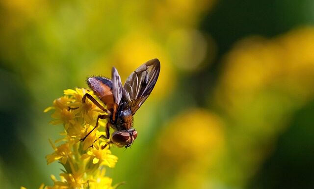 Co to jest fazą ruchoma? Co to jest fazą ruchoma?