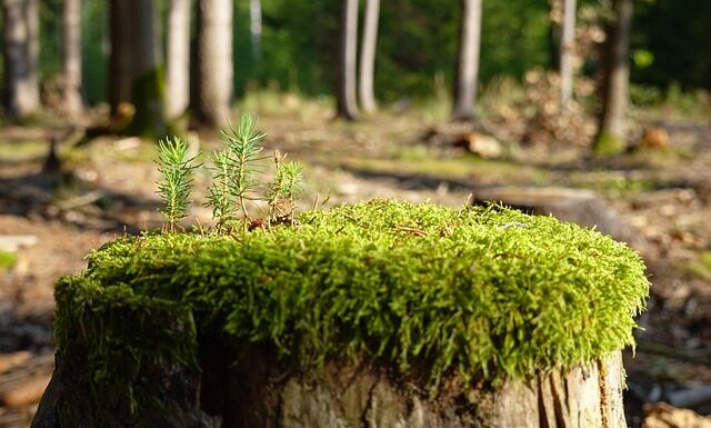 Jak zregenerować organizm po długotrwałym stresie? Jak zregenerować organizm po długotrwałym stresie?