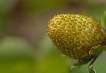 Czym jest dojrzałość umysłowa? Czym jest dojrzałość umysłowa?