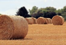 Jaka jest rola matki i ojca w wychowaniu dziecka?