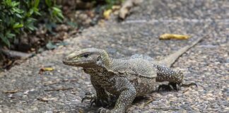 Czy internista może dać skierowanie na rehabilitację?